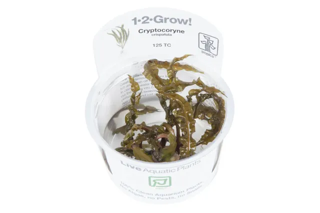 Akvarievalvet Cryptocoryne crispatula akvarieväxt bakgrund