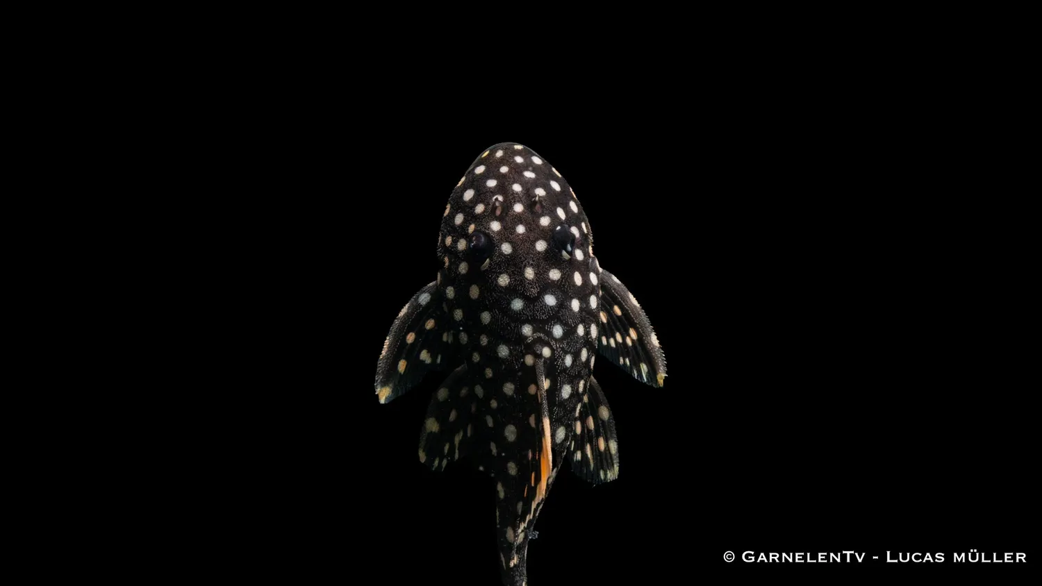Garnelen TV L177 Baryancistrus xanthellus mal 6-8 cm gulsöm