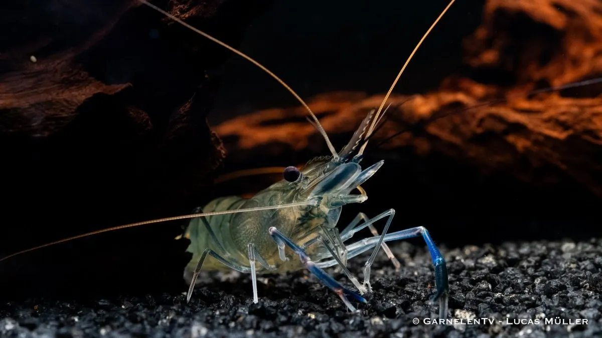 Garnelen TV Macrobrachium rosenbergii jätteräka blå