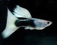 Näsets Ciklidhobby Guppy Vit Tuxedo akvariefisk 3–3,5 cm par