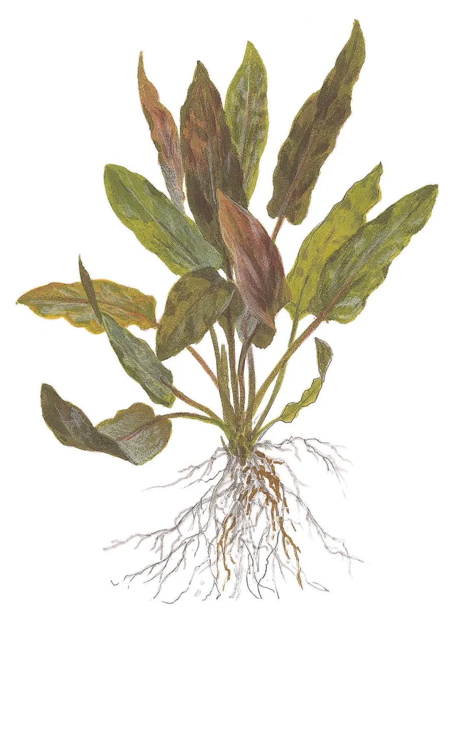 Akvarievalvet Cryptocoryne undulatus Red akvarieväxt röd