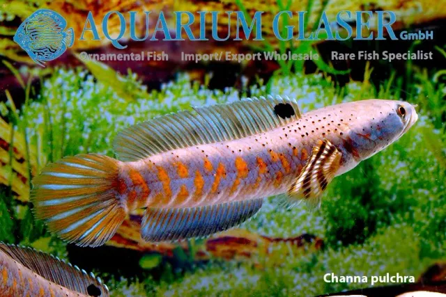 Näsets Ciklidhobby Channa pulchra wild ormhuvudfisk 12–15 cm rovfisk