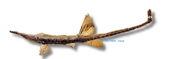 Farlowella acus nålmal akvariefisk 10–13 cm