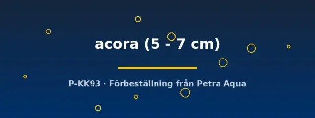 Mesonauta acora flaggciklid 5–7 cm Sydamerika