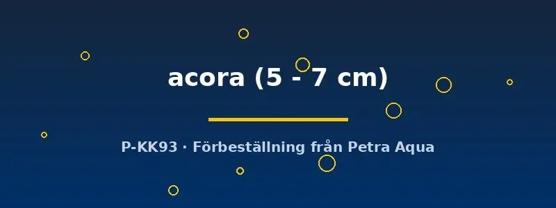Mesonauta acora flaggciklid 5–7 cm Sydamerika
