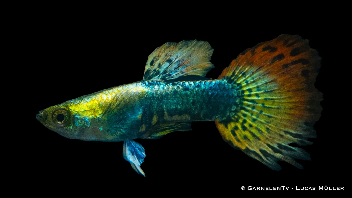 Garnelen TV Dumbo Ear Multicolor guppyhane 3–4 cm