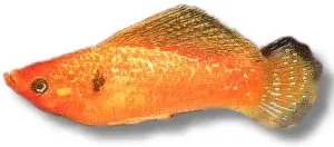 Näsets Ciklidhobby Sail-Fin Molly Red Gold par 6–7 cm