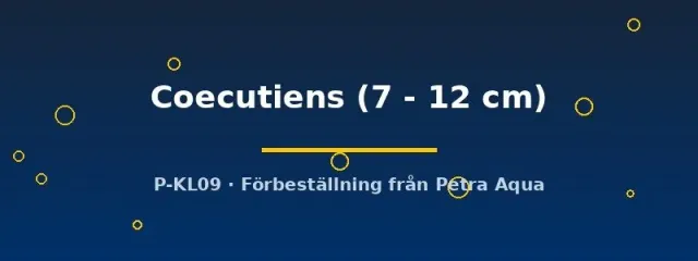 Näsets Cetopsis coecutiens valmal 7–12 cm rovmalla