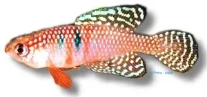 Cynolebias magnificus pärlkillifisk 2,5-3 cm