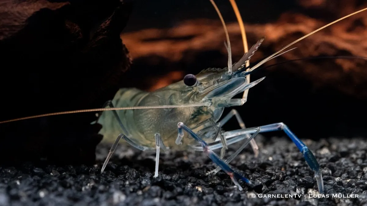 Garnelen TV Macrobrachium rosenbergii jätteräka blå