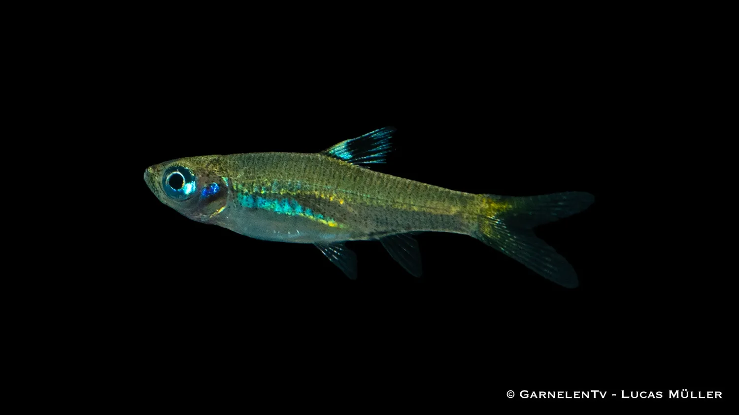 Garnelen TV Ögonfläcksrasbora Brevibora dorsiocellata stimfisk