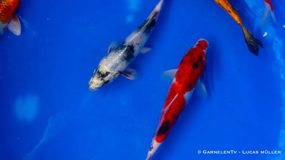 Garnelen TV koi dammfisk 20–25 cm Cyprinus carpio
