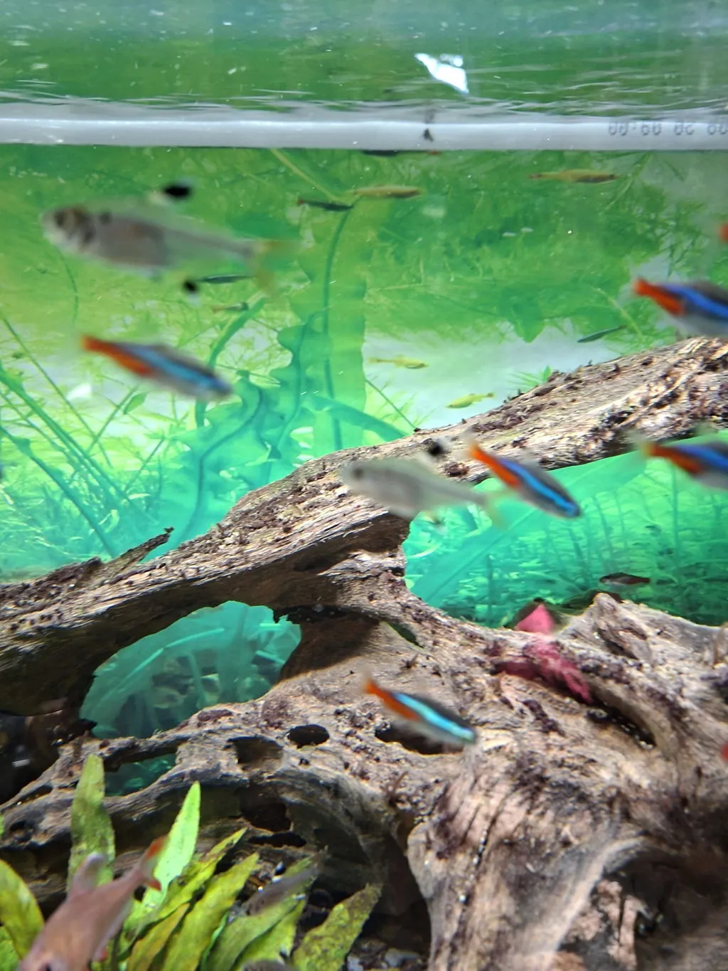 Garnelen TV Sternflecksalmler stimfisk Pristella maxillaris