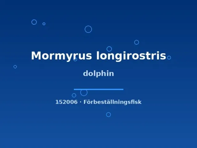 Näsets Ciklidhobby Dolphin 20–25 cm akvariefisk elefantnos