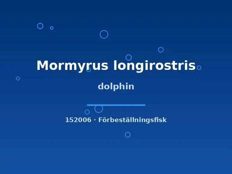 Näsets Ciklidhobby Dolphin 20–25 cm akvariefisk elefantnos