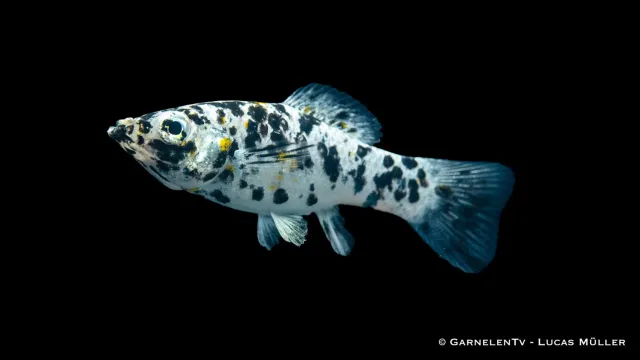 Garnelen TV dalmatiner molly akvariefisk Poecilia latipinna