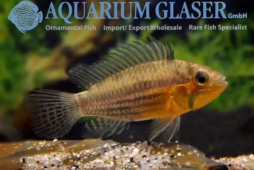 Näsets Ciklidhobby Apist. cacatuoides orange dvärgciklid md-lg