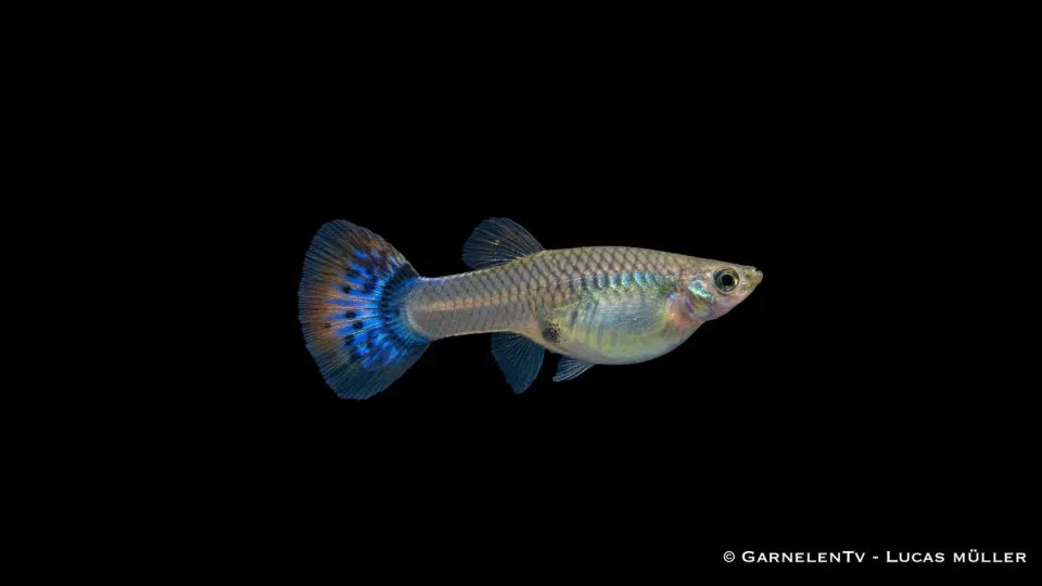 Garnelen TV Guppy Mix hona akvariefisk 5–6 cm
