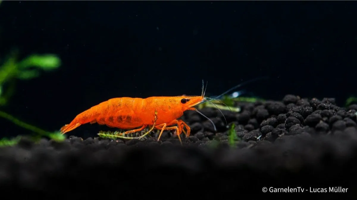 Garnelen TV Orange Fire Sakura räka Neocaridina davidi orange