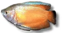 Näsets Colisa lalia red dvärggurami 4–5 cm röd