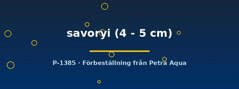 Lamprologus savoryi Tanganyikaciklid 4–5 cm grupp