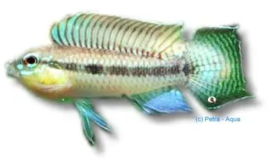 Näsets Ciklidhobby Apistogramma uapesi urubaxi XL dvärgciklid