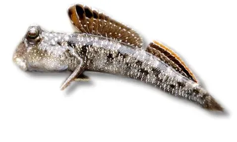 Näsets Ciklidhobby Mudskipper slamkrypare 5–6 cm brackvatten