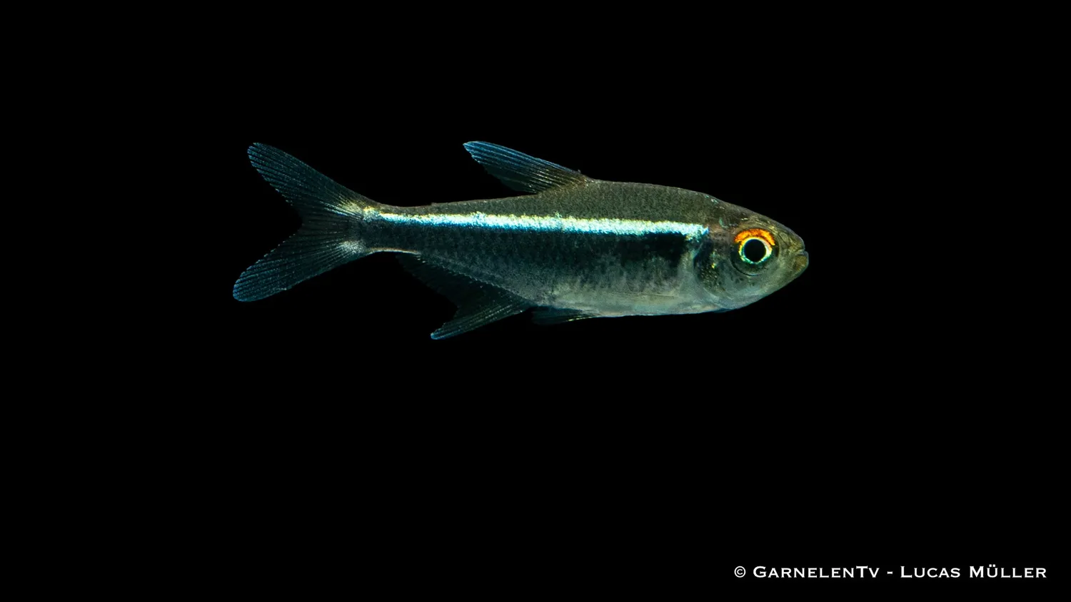 Garnelen TV Svart Neon Jumbo akvariefisk stor