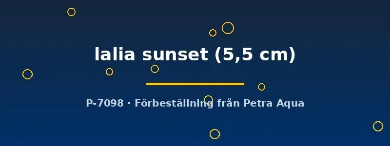 Näsets Ciklidhobby Colisa lalia sunset gurami 5,5 cm orange