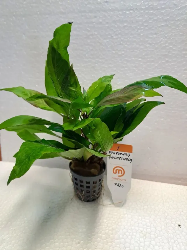 Näsets Ciklidhobby Hygrophila Angustifolia akvarieväxt Medium 5