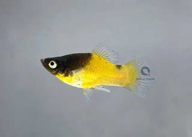 Xiphophorus maculatus bumble bee platy XL gulsvart