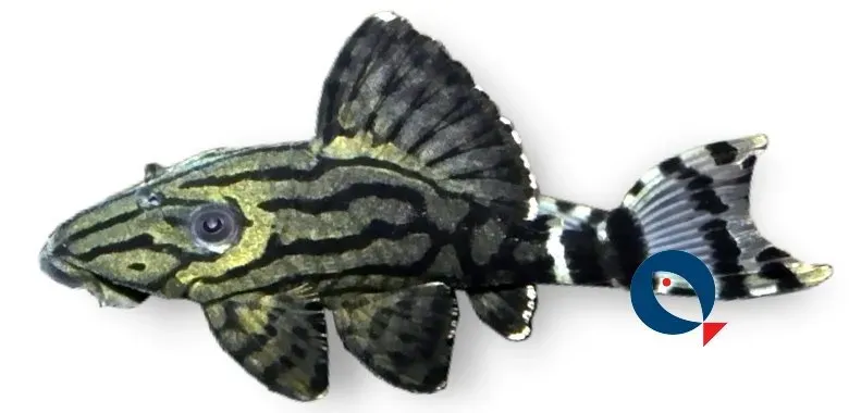 Näsets Ciklidhobby L191 Panaque mal 4–5 cm