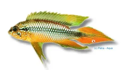 Näsets Ciklidhobby Apistogramma agassizi gold red dvärgciklid 3–4 cm