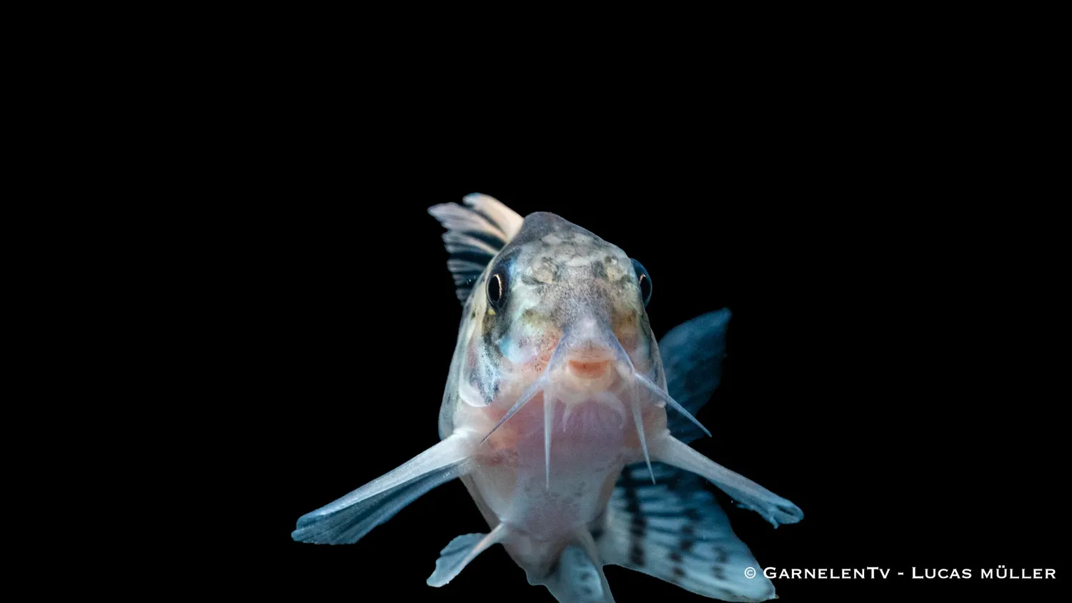 Garnelen TV Ögonstreck Hoplisoma schwartzi pansarmal