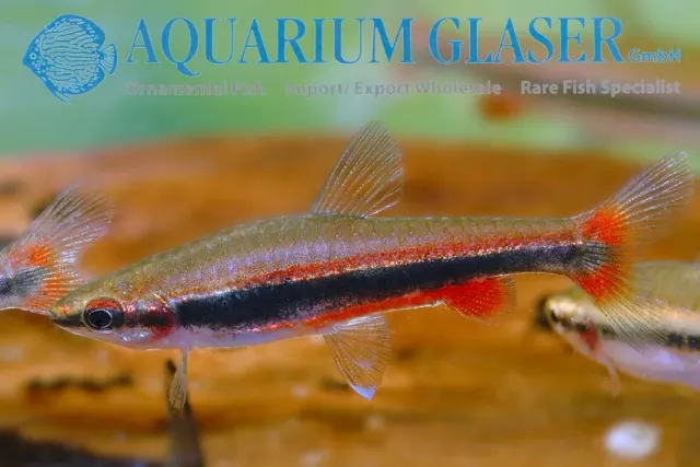 Näsets Ciklidhobby Red pencil beckfordi akvariefisk lg röd