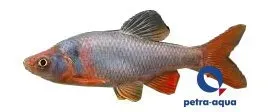 Näsets Ciklidhobby Notropis lutrensis red shiner akvariefisk 3–4 cm