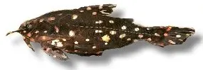 Näsets Ciklidhobby Agamyxis albomaculatus mal 4,5–5 cm fläckig