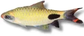 Näsets Ciklidhobby Mahecola barb 5–7 cm stimfisk