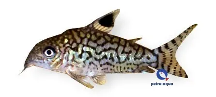 Näsets Ciklidhobby Corydoras reticulatus akvariefisk 3–4 cm flocklevande