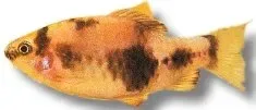 Näsets Ciklidhobby Ember Panda Barb 4-5 cm stimfisk