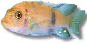 Näsets Ciklidhobby Pseudotropheus zebra red ob ciklid 3–4 cm