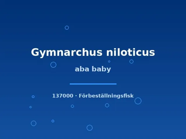 Gymnarchus niloticus aba baby 4–6 cm rovfisk