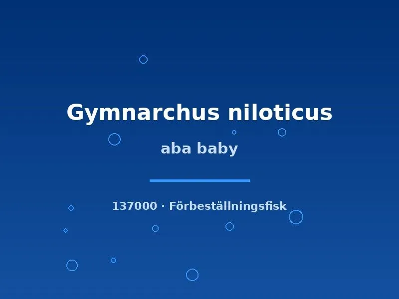 Gymnarchus niloticus aba baby 4–6 cm rovfisk