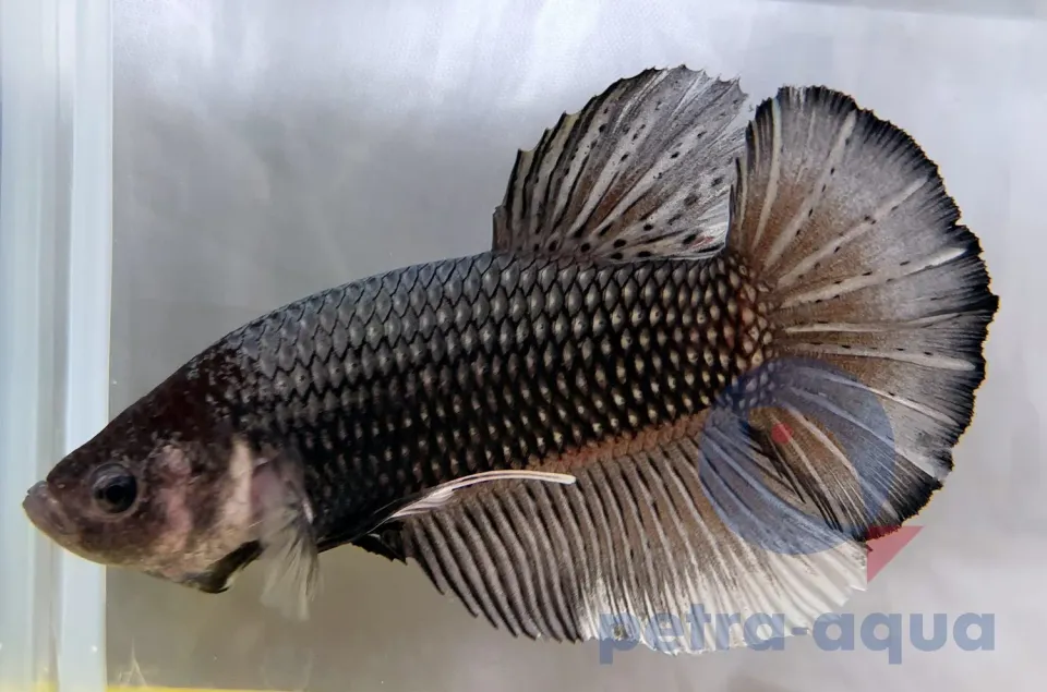 Betta splendens giant dragon kampfisk XL copper hane