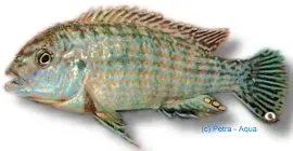 Näsets Ciklidhobby Labidochromis textilis 5-6 cm ciklid
