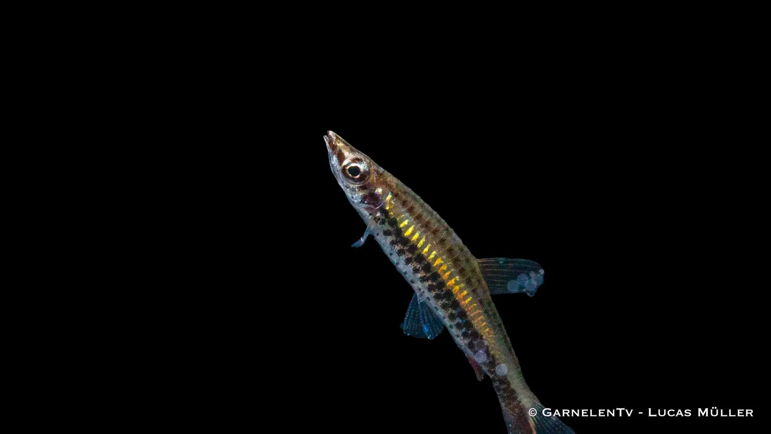 Nannostomus unifasciatus blyertsfisk snedsimare stim