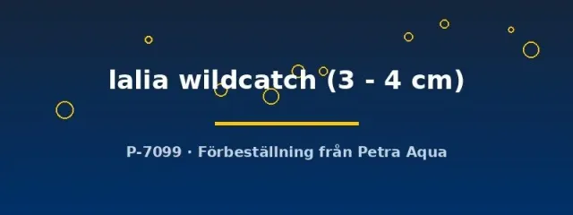 Näsets Ciklidhobby Colisa lalia wildcatch akvariefisk 3–4 cm vild