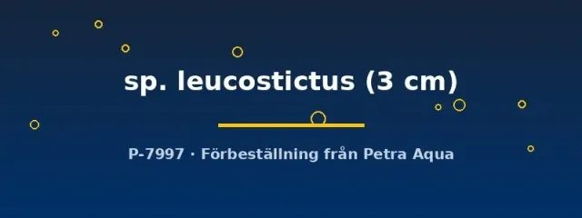 Näsets Ciklidhobby Mana Ancistrus leucostictus mal 3 cm