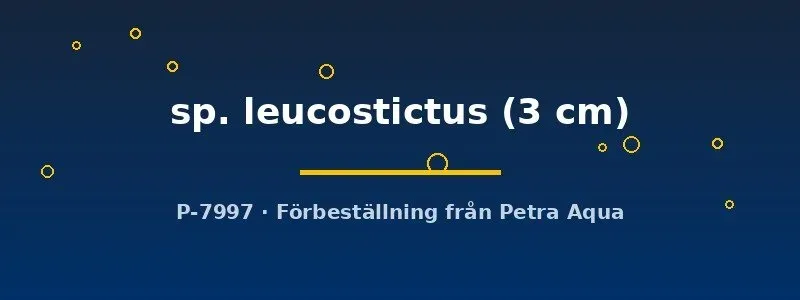Näsets Ciklidhobby Mana Ancistrus leucostictus mal 3 cm