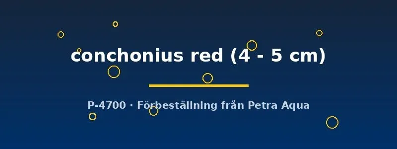 Näsets Ciklidhobby Puntius conchonius red barb 4-5 cm